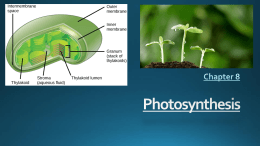 Chapter 8 - Photosynthesis