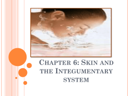 Chapter 6: Skin and the Integumentary system