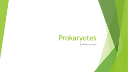 Prokaryotes - WordPress.com