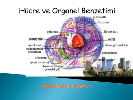 hucreveorganelbenzetimi