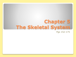 Chapter 5 Homeostatic Imbalances The Skeletal System
