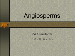 Angiosperms