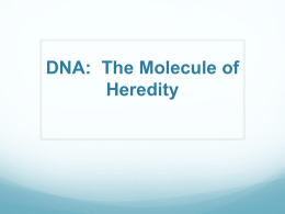 DNA: The Molecule of Heredity