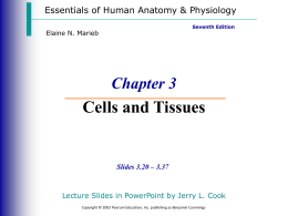 Chapter 3 Cells and Tissues