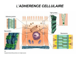 Adhérence cellulaire