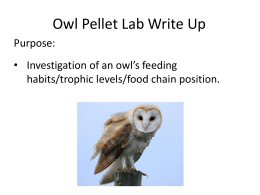 Owl Pellet Lab Write Up