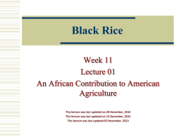 Black Rice - Montclair State University