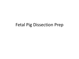 Fetal Pig Dissection Prep