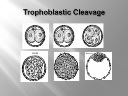 Trophoblastic Cleavage