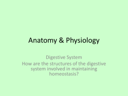 Digestive System Notes - Marblehead High School