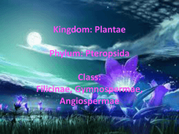 Kingdom: Plantae Phylum: Pteropsida Class: Filicinae