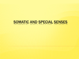 Somatic and Special Senses - Weebly