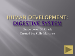 Human Development: Digestive System