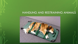 Handling and Restraining Animals