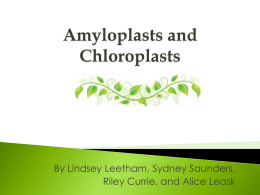 Amyloplasts and Chloroplasts