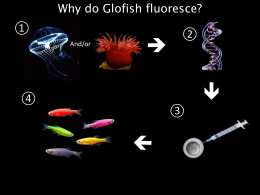 How GloFish are made (ppt)