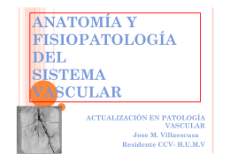2 Anatomía fisiología del sistema vascular