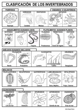 clasificación de los invertebrados-1