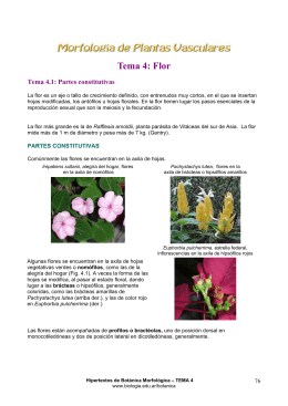 Tema 4: Flor