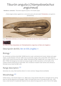 Tiburón anguila (Chlamydoselachus anguineus)