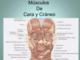 Músculos de la Expresión Facial. Cuello