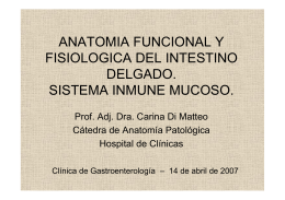 Anatomía y Fisiología del Intestino Delgado