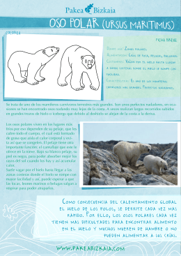 oso polar (ursus maritimus)