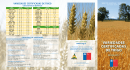 variedades certificadas de trigo
