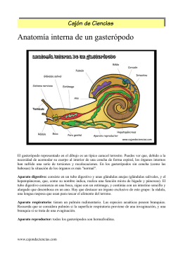 Anatomía interna de un gasterópodo