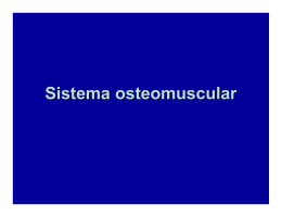 Sistema osteomuscular