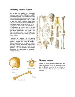 Número y tipos de huesos Tipos de huesos