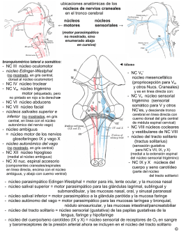 ubicaciones anatómicas de los núcleos de nervios craneales en el
