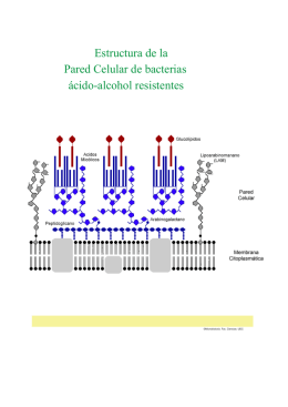 Estructura de la Pared Celular de bacterias ácido