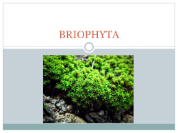 Bryophyta (No vasculares)