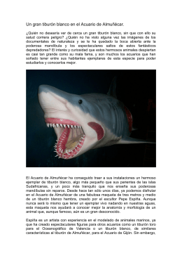 Un gran tiburón blanco en el Acuario de Almuñécar.