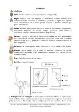 Proteaceae
