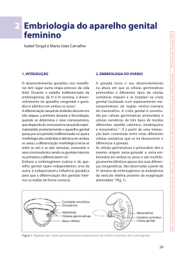 Embriologia do aparelho genital feminino 2