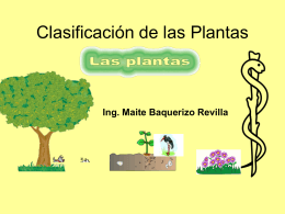 Clasificación de las Plantas