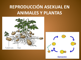 reproducción asexual en animales y plantas