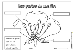 Completa las partes de la flor con: pétalo, sépalo, estambre, pistilo.