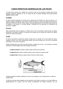 Características generales de los peces