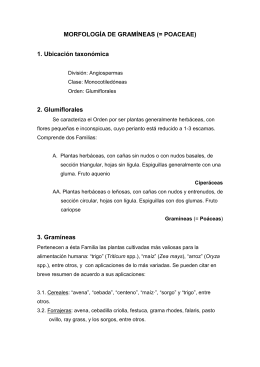 MORFOLOGIA DE GRAMINEAS - Cátedra de Sistemática Vegetal