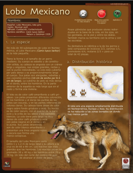 Lobo mexicano.indd - Biodiversidad Mexicana