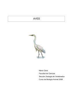 Aves - Secci&oacute;n Zoolog&iacute;a Vertebrados