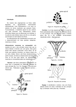Inflorescência - Anatomia Vegetal