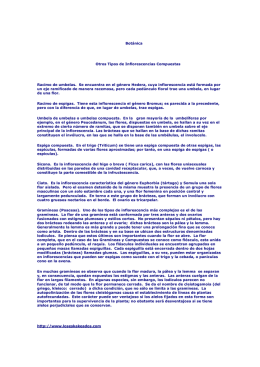 Botánica - Tipos de Inflorescencias Compuestas