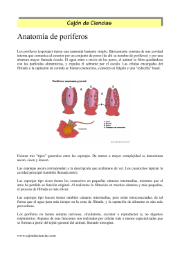 Anatomía de poríferos