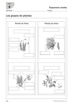 Los grupos de plantas