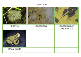 Ciclo vital de la rana- tarjetas de tres partes