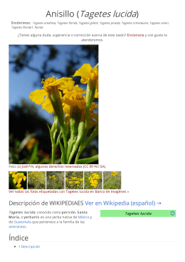Anisillo (Tagetes lucida)